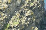 PICTURES/Scotland  Critters/t_Gulls4.JPG